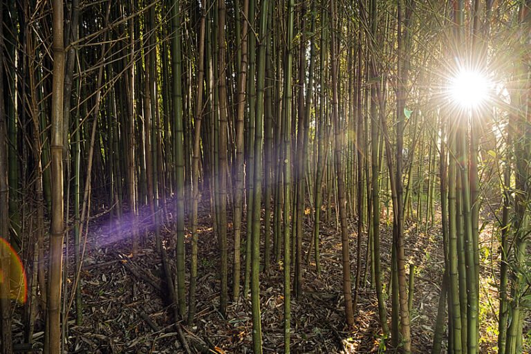 Bamboo Garden Dorrigo