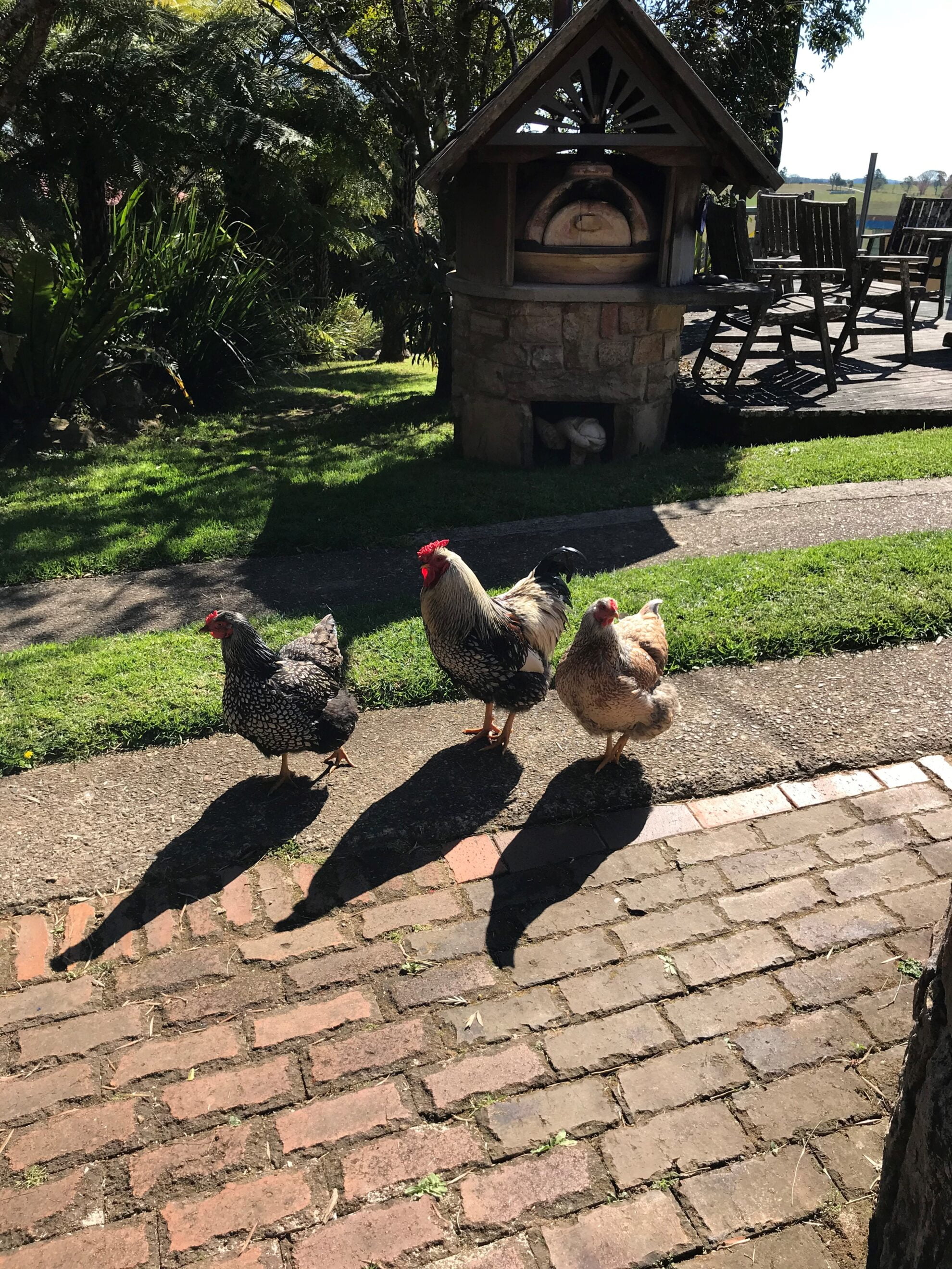 Accommodation on a farm - Dorrigo