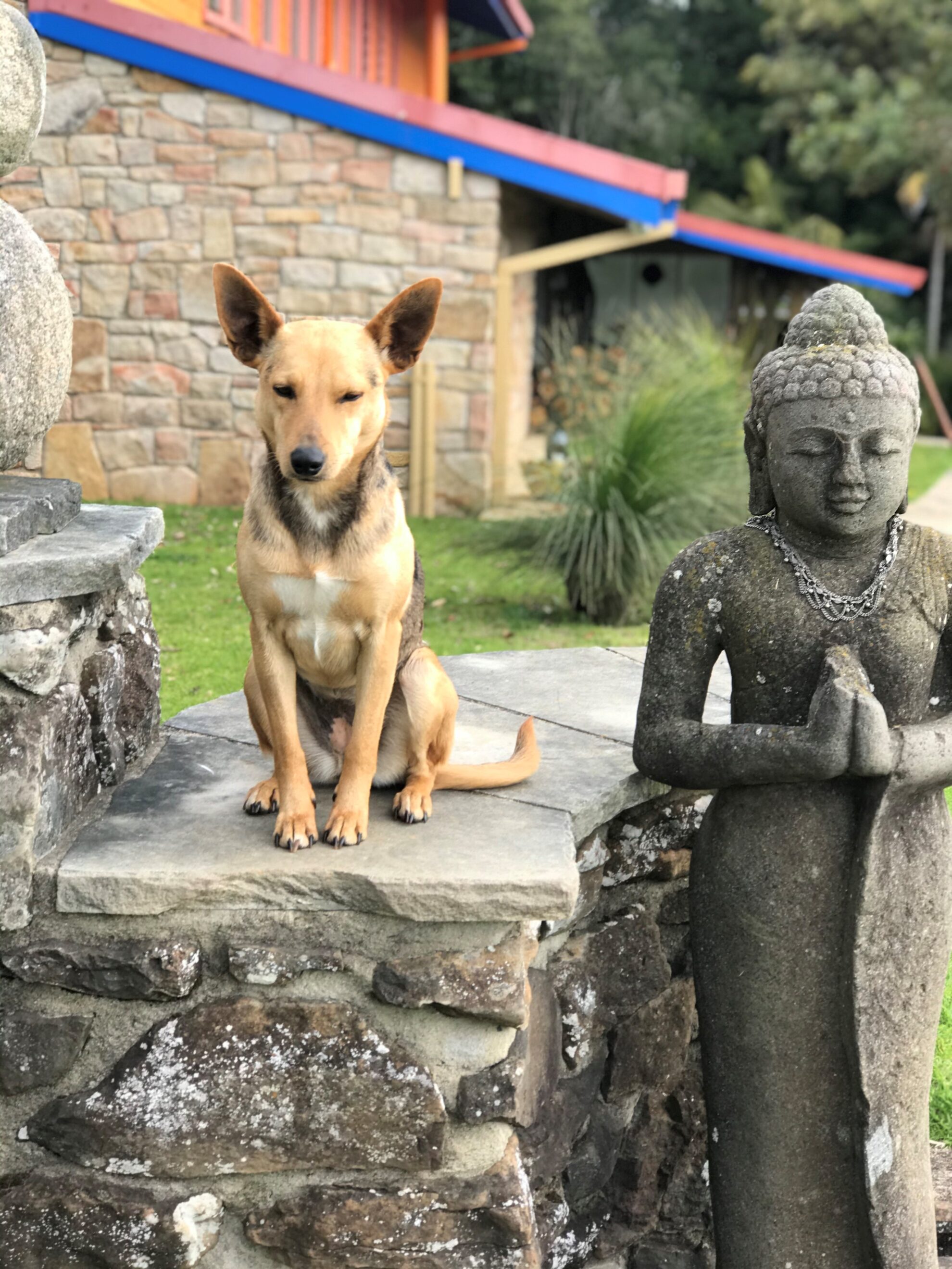 Our Dog Nini - Dog friendly accommodation in Dorrigo